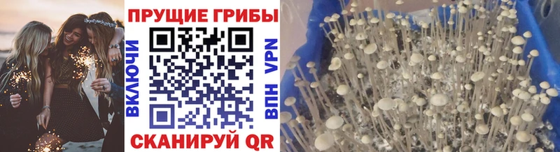 Купить закладки  Мензелинск  Псилоцибиновые грибы прущие грибы 
